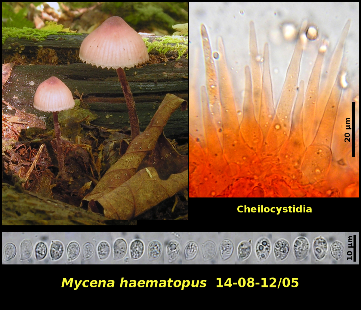 Picture of Mycena haematopus 14-08-12]05